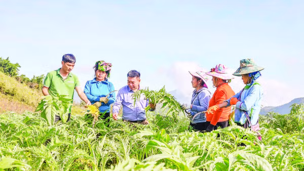 Ông Đỗ Tiến Sỹ (thứ 3 từ trái qua) thường xuyên hướng dẫn người dân kỹ thuật trồng và chăm sóc cây atisô.