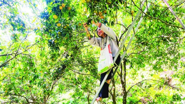 Người dân xã Bạch Thông thu hái quýt.