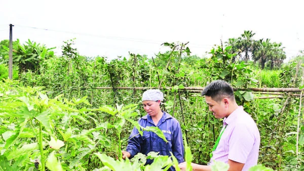 Chị Vương Thị Kình, thôn Làng Vàng 2, xã Vị Xuyên thu nhập ổn định nhờ trồng rau an toàn.