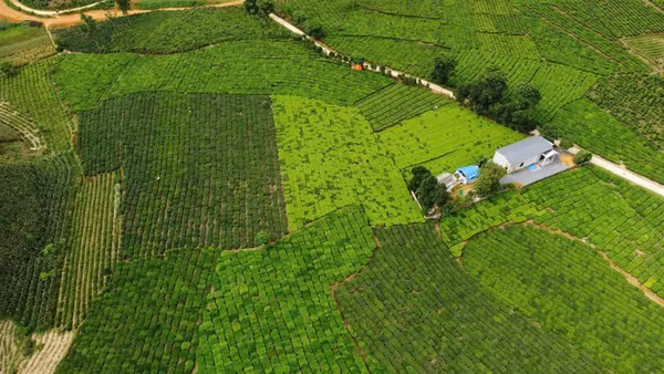 Những nương chè xanh mướt của Bản Lầu.