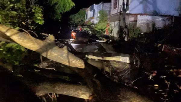 Hiện trường cây đổ sau mưa dông tại thôn Na Pác Ngam xã Bắc Hà (Lào Cai) rạng sáng 18/4