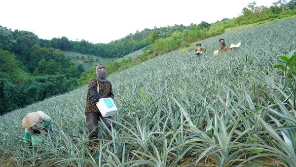 Những đồi dứa bạt ngàn ở Mường Khương.