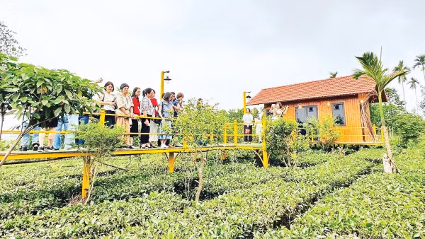 Khách du lịch tham quan đồi chè ở xã Yên Bài - một sản phẩm du lịch xanh hấp dẫn của Hà Nội.