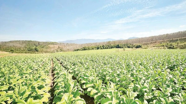 Mô hình liên kết trồng nguyên liệu cây thuốc lá ở các xã vùng cao tỉnh Quảng Ngãi được kỳ vọng nâng cao thu nhập cho người dân.