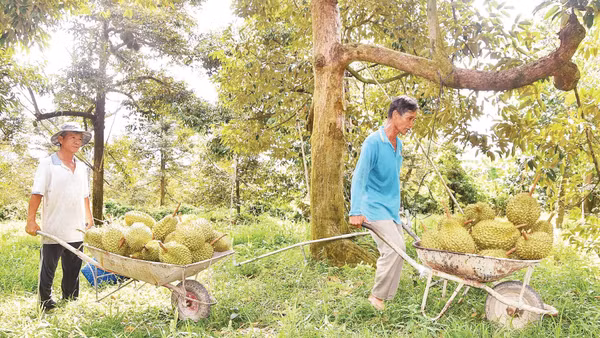 Vận chuyển sầu riêng từ vườn ra bán cho thương lái tại xã Long Tiên, tỉnh Đồng Tháp.