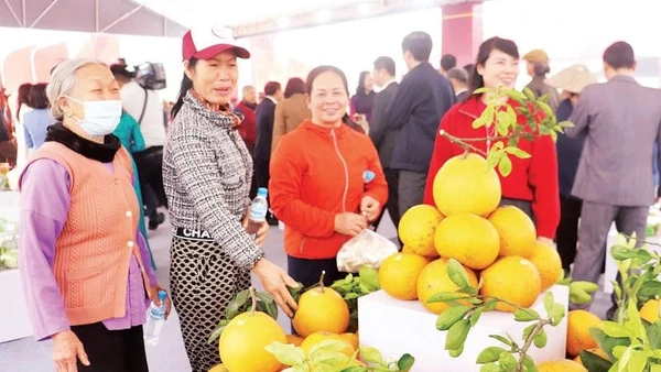 Người dân xã Nội Bài lựa chọn hoa quả trưng Tết tại Không gian Xuân Đoàn Viên.