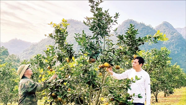 Năm 2025, trang trại cam của ông Trịnh Xuân Giáo (áo trắng) ở thung lũng Thiên Sơn thu về 300 tấn quả.
