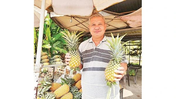 Khóm của ông Huỳnh Húa trồng tại vườn.