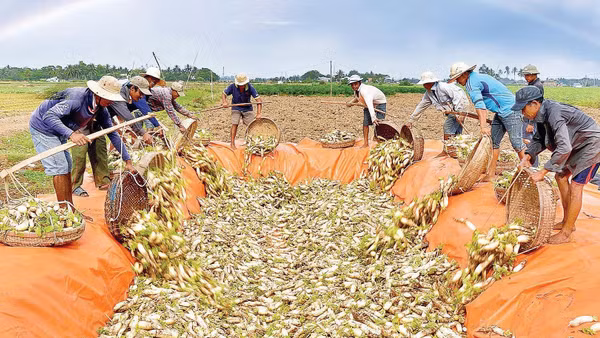 Nông dân Vĩnh Châu, thành phố Cần Thơ thu hoạch củ cải làm Xá Pấu.