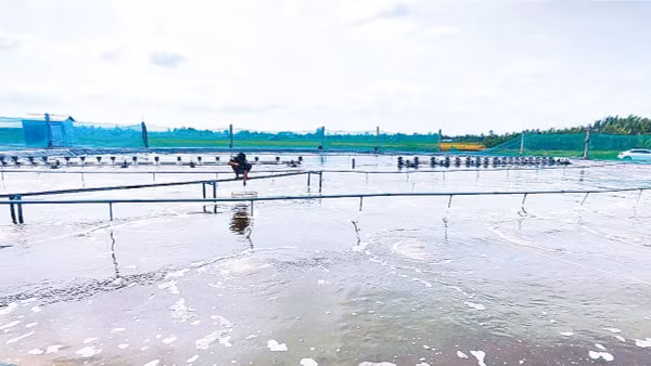 Một trang trại nuôi tôm công nghiệp thuộc cánh đồng năn xã Trần Đề. 