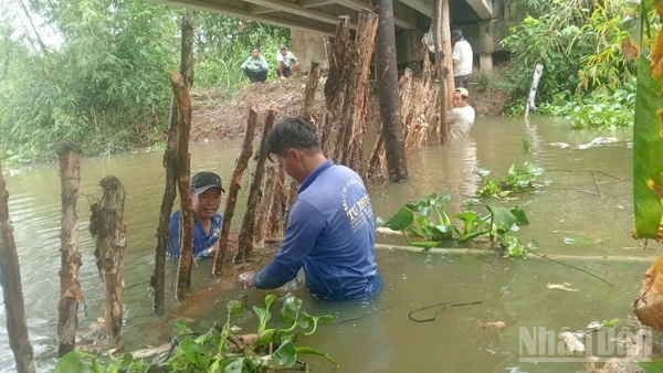 Người dân xã Mỹ Thành, tỉnh Đồng Tháp chủ động đắp đập tạm để bảo vệ vườn cây ăn trái của mình khi triều cường dâng cao.