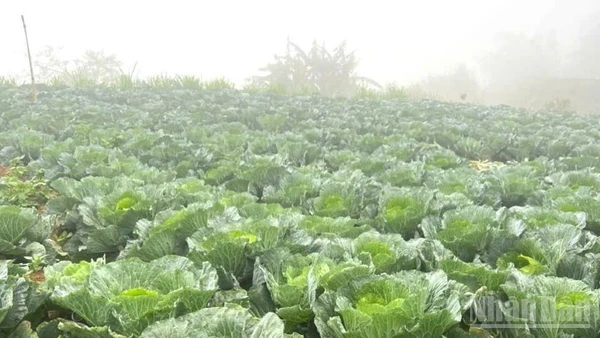 Các vùng rau chuyên canh tại Hà Nội, Hải Dương, Vĩnh Phúc đang đẩy mạnh mở rộng diện tích gieo trồng phục vụ nhu cầu cuối năm và Tết Nguyên đán. (Ảnh: HNV)