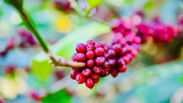 Việt Nam có tiềm năng về cà-phê. (Ảnh: CTV)