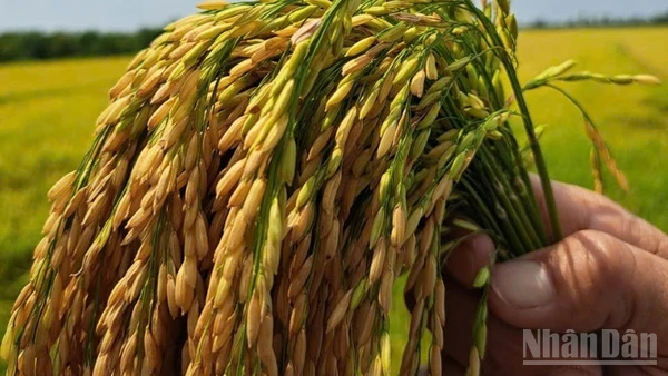 Hạt lúa Đồng bằng sông Cửu Long cần nâng cao giá trị.