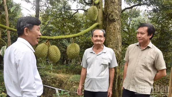 Đồng chí Lê Hà Luân (bên phải) trao đổi với nông dân xã Long Tiên, tỉnh Đồng Tháp về hướng phát triển cây sầu riêng.