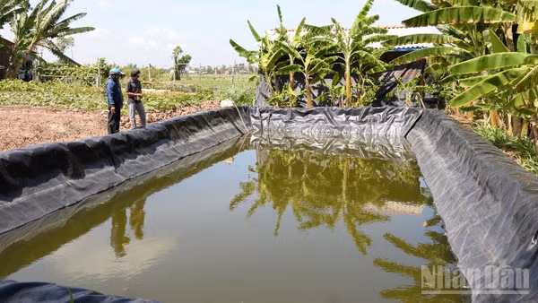 Người dân xã Tân Phú Đông chủ động tích trữ nước phục vụ sản xuất.