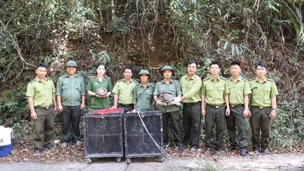 Các đơn vị tổ chức thả 5 cá thể động vật hoang dã về môi trường tự nhiên tại khu vực rừng thuộc Vườn quốc gia Chư Yang Sin.