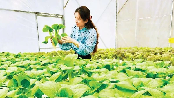 Khu sản xuất rau an toàn của Hợp tác xã Cao Minh Tâm, xã Việt Tiến, tỉnh Hưng Yên.