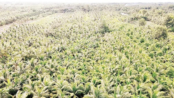 Dừa được trồng mới tại xã Phú Cần, tỉnh Vĩnh Long.