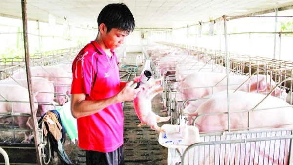 Người dân tổ chức tiêm vắc-xin phòng dịch tả lợn châu Phi cho đàn lợn.