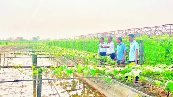 Những mô hình chuyển đổi cây trồng hiệu quả mang lại giá trị kinh tế cao tại xã Khánh Hội.