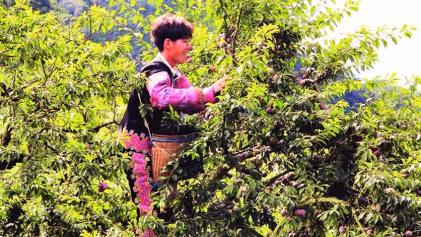 Người dân Mộc Châu thu hoạch mận. (Ảnh MINH HẠNH)