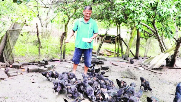 Ông Mùa A Giàng chăm sóc đàn gia cầm của gia đình.