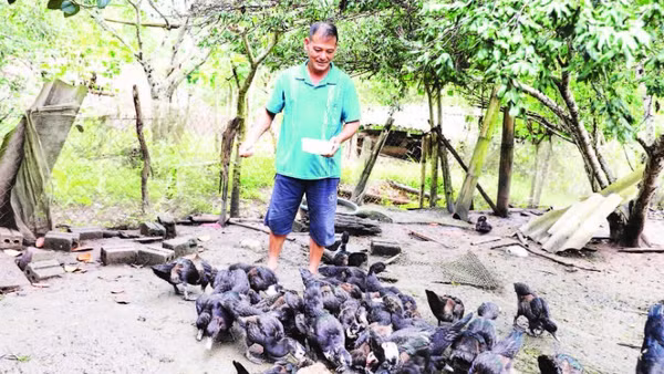 Ông Mùa A Giàng chăm sóc đàn gia cầm của gia đình.