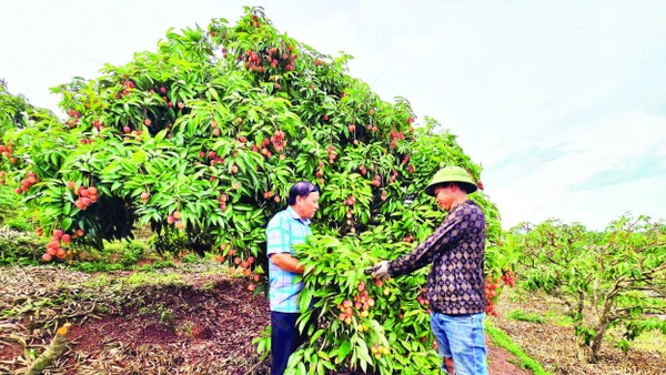 Anh Hoàng Văn Sơn (bên phải) trao đổi với lãnh đạo xã về vụ vải được mùa.