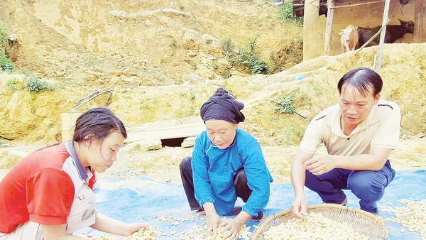 Trưởng thôn Thền Văn Khương (ngoài cùng, bên phải) tích cực giúp bà con phát triển sinh kế bền vững.