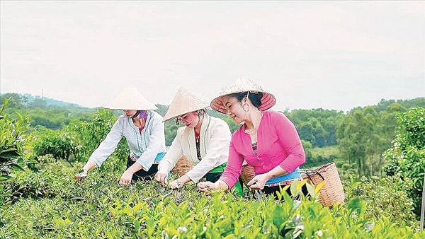 Làng chè Đô Trám, xã Suối Hai.