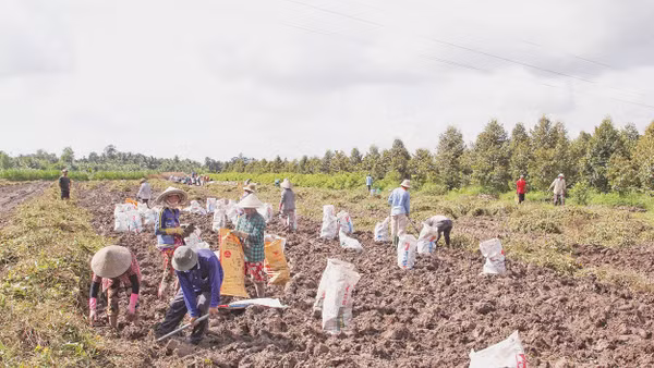 Nông dân xã Bình Phước, tỉnh Vĩnh Long thu hoạch khoai mỡ. Ảnh: Bá Dũng