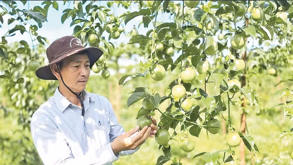 Gia Lai là trung tâm sản xuất lớn nhất, là “thủ phủ” chanh leo của vùng Tây Nguyên.