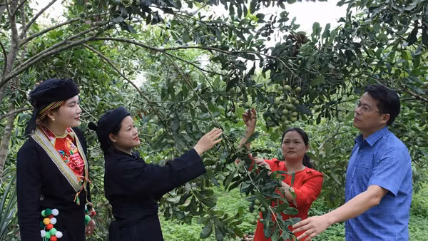 Cán bộ nông nghiệp hướng dẫn người dân kỹ thuật trồng mắc ca. Ảnh: Tân Văn