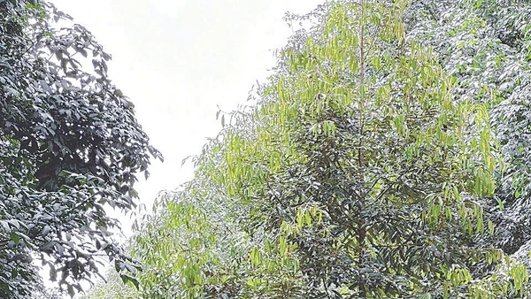 Ông Nguyễn Tiến Khởi bên vườn sầu riêng giống Musang King - Malaysia được sản xuất theo phương thức hữu cơ tuần hoàn.