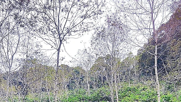 Trồng cây đa tán giúp hạn chế tác động tiêu cực đến tài nguyên đất.