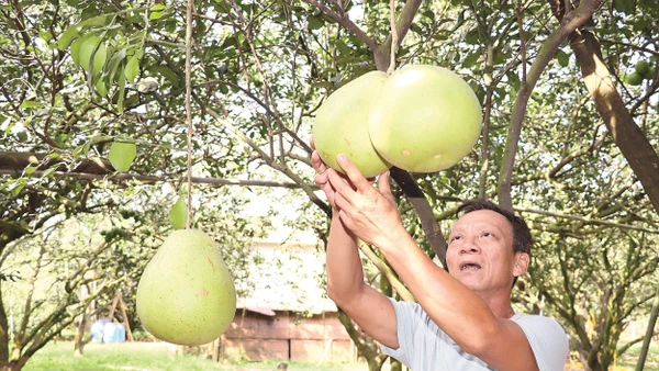 Ông Ngô Văn Sơn, một trong những người góp phần nâng cao thương hiệu bưởi Tân Triều.