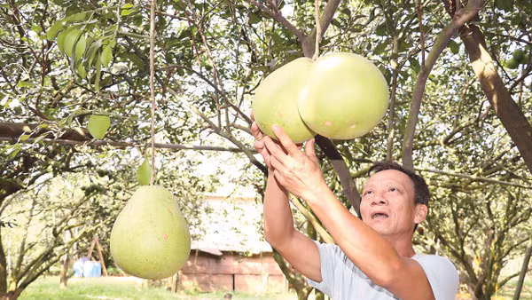 Ông Ngô Văn Sơn, một trong những người góp phần nâng cao thương hiệu bưởi Tân Triều.