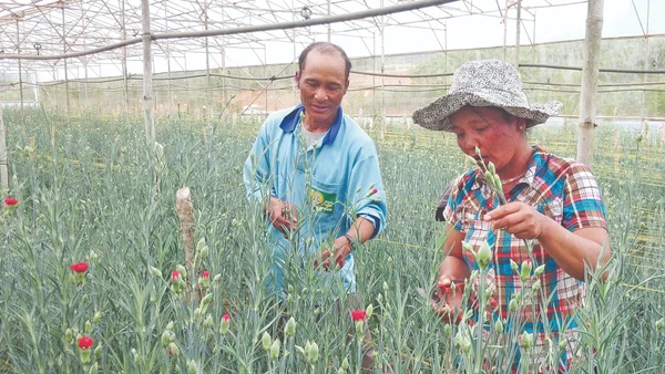 Trồng hoa trong nhà kính mang lại thu nhập cao cho nhiều hộ dân.