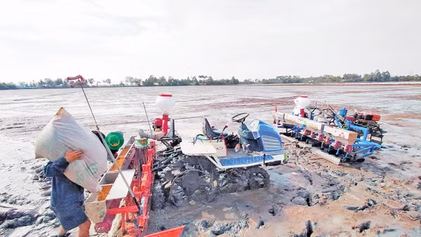 Nhiều khu vực sản xuất nông nghiệp có nguy cơ thiếu nước và xâm nhập mặn. Ảnh: Báo Kiên Giang