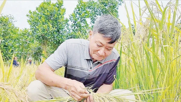 Ông Từ Bá Đạt bên ruộng lúa Nếp thơm AG do mình lai tạo. Ảnh: Lê Hoàng Vũ