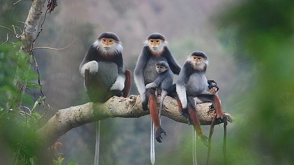 Bảo tồn, bảo vệ loài nguy cấp, quý, hiếm.