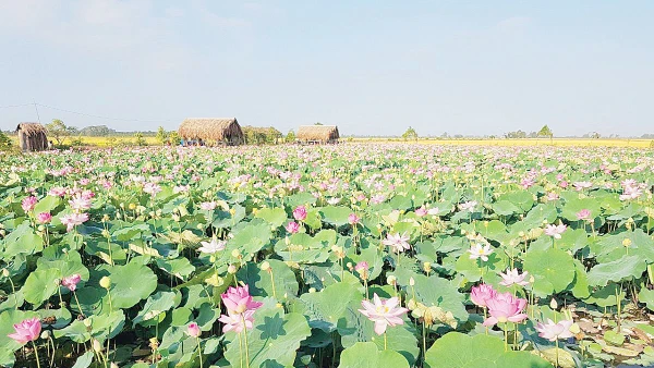 Sen hồng- biểu tượng tinh thần và tiềm năng phát triển kinh tế của Đồng Tháp.