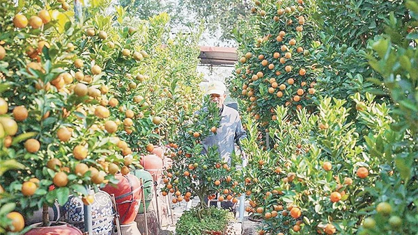 Để có cây quất đẹp phải trải qua nhiều năm chăm sóc và được thổi hồn từ đôi bàn tay khéo léo của người trồng ở Tứ Liên. Ảnh: Hoàng Hiếu/TTXVN