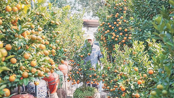 Để có cây quất đẹp phải trải qua nhiều năm chăm sóc và được thổi hồn từ đôi bàn tay khéo léo của người trồng ở Tứ Liên. Ảnh: Hoàng Hiếu/TTXVN