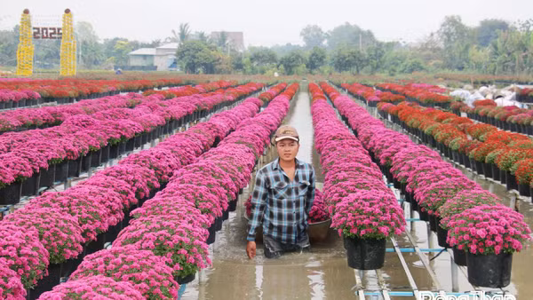 Mỗi dịp lễ, tết, Làng hoa Sa Đéc là điểm đến thu hút đông đảo du khách gần xa.