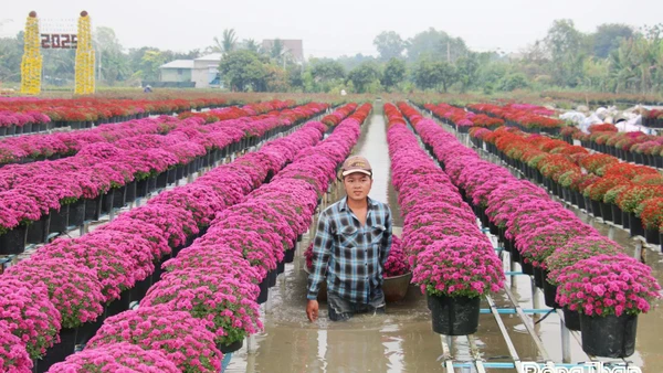 Mỗi dịp lễ, tết, Làng hoa Sa Đéc là điểm đến thu hút đông đảo du khách gần xa.