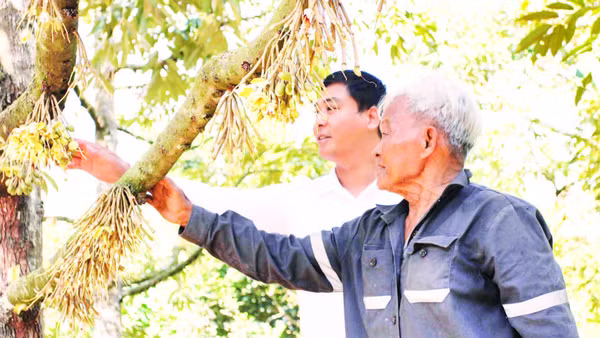 Ông Cao Đạm, người dân tộc Raglai cùng cán bộ xã Khánh Sơn kiểm tra cây sầu riêng đậu quả tại vườn