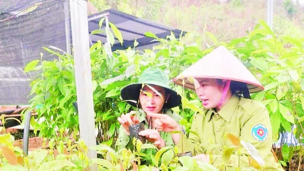 Cán bộ Ban Quản lý Khu dự trữ thiên nhiên Mường Nhé theo dõi tiến độ sinh trưởng của cây giống chuẩn bị cho mùa trồng rừng mới.