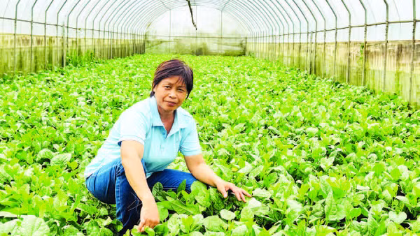 Chị Đặng Thị Cuối bên những luống rau hữu cơ chuẩn bị thu hoạch.